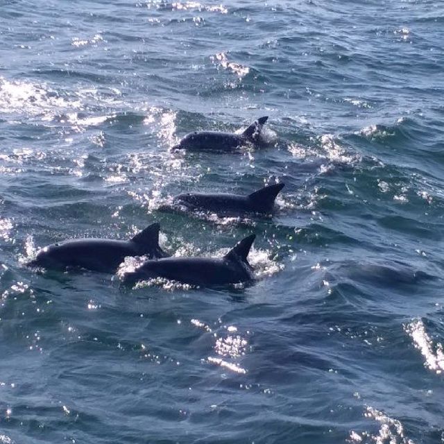 去日本近距離睇野生海豚🐬🐬🐬