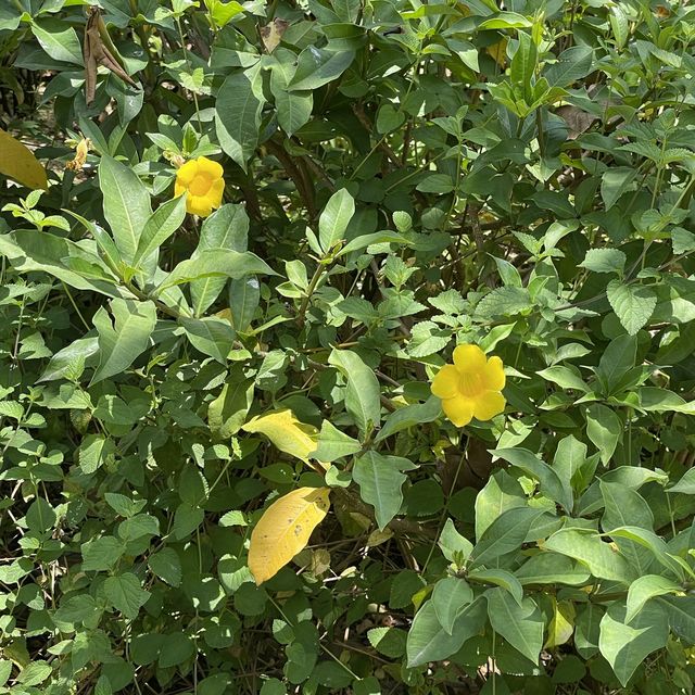 充滿藝術寧靜的小花園