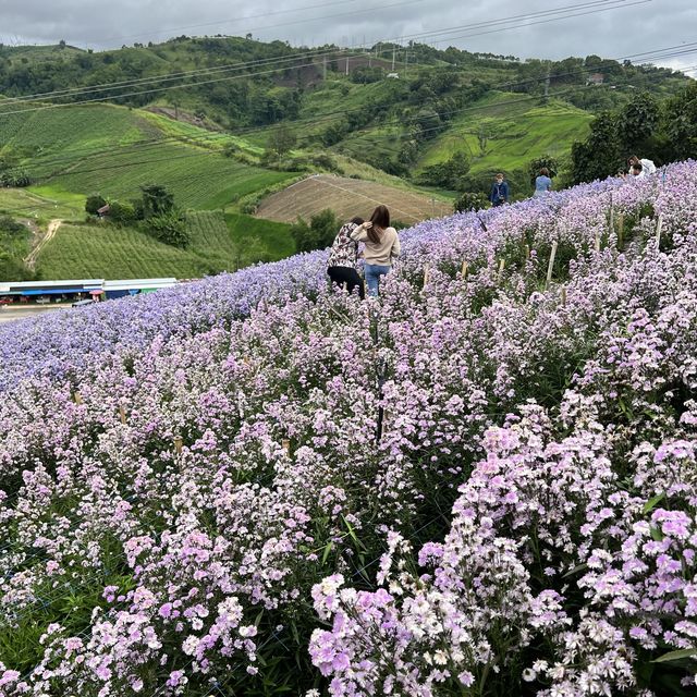 hydrangea cafe