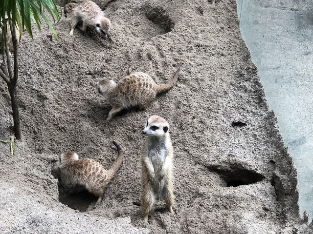 安くて広い駅近動物園🐼