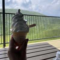 国指定の天然記念物 大室山
