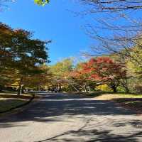 【長野】名前の通りの美しい紅葉