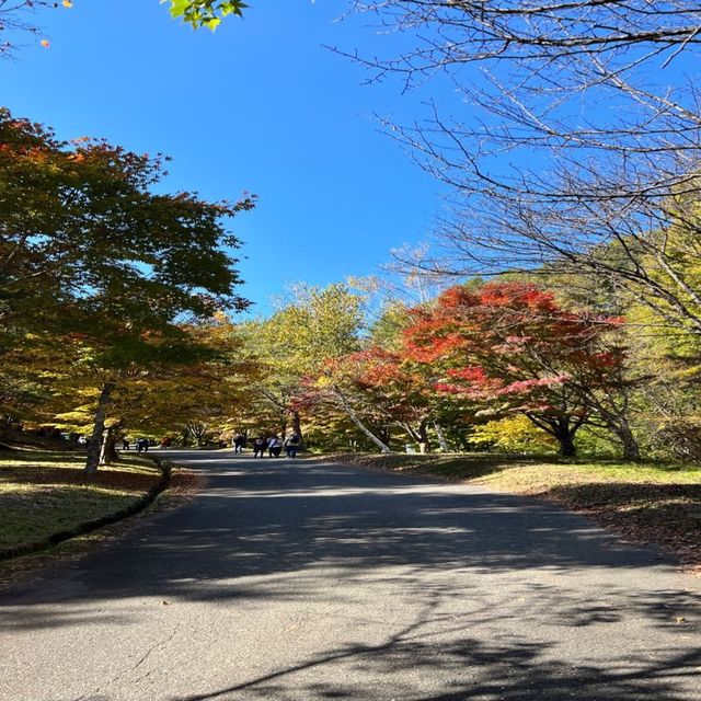 【長野】名前の通りの美しい紅葉