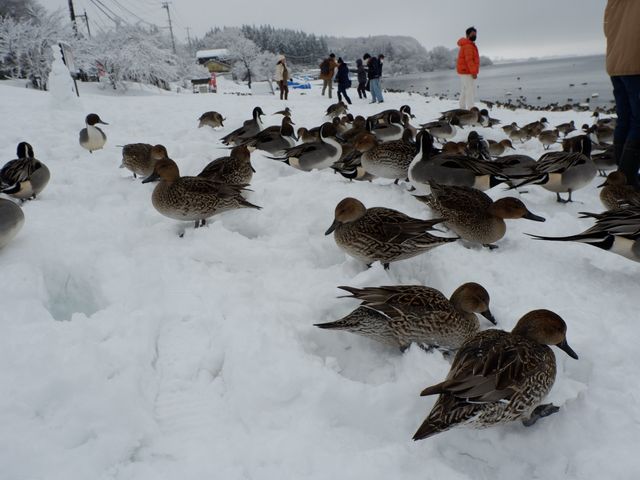 Lake inawashiro , Fukushima 