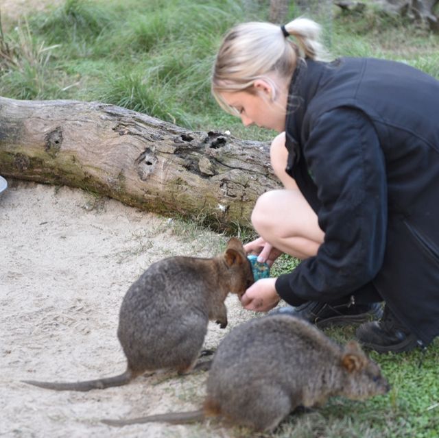 近距離接觸袋鼠和樹熊的動物園