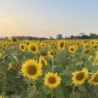 ทุ่งทานตะวัน  สระบุรี 🌻