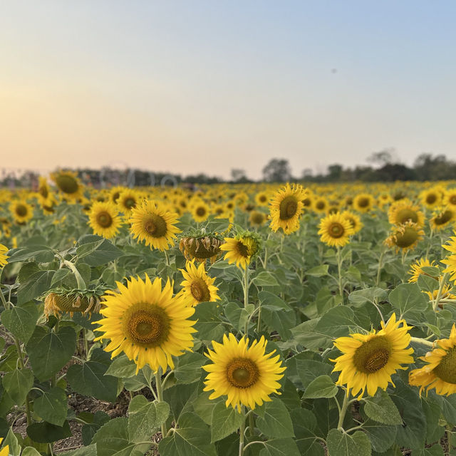 ทุ่งทานตะวัน  สระบุรี 🌻
