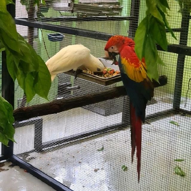 Bird Paradise at Jurong Bird Park