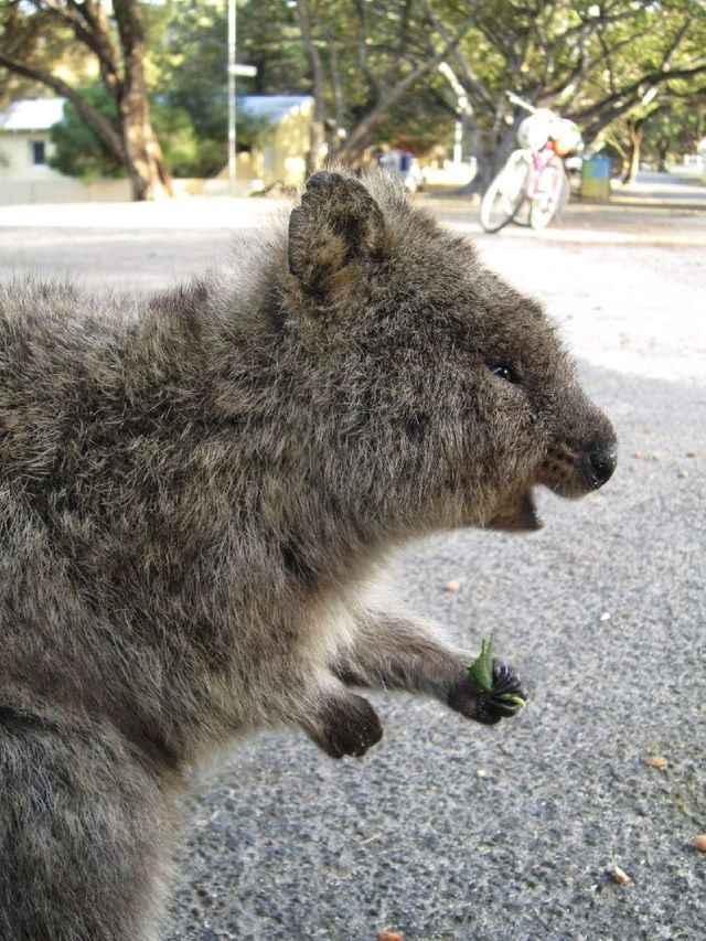 尋找世上最愛笑小動物