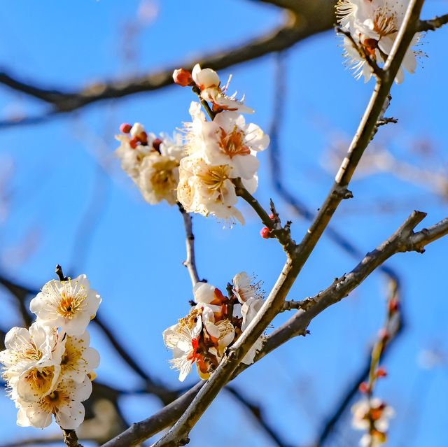 根岸森林公園の梅林の様子
