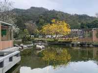 遊香港．坑口文曲里公園賞花
