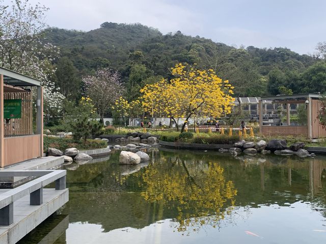遊香港．坑口文曲里公園賞花