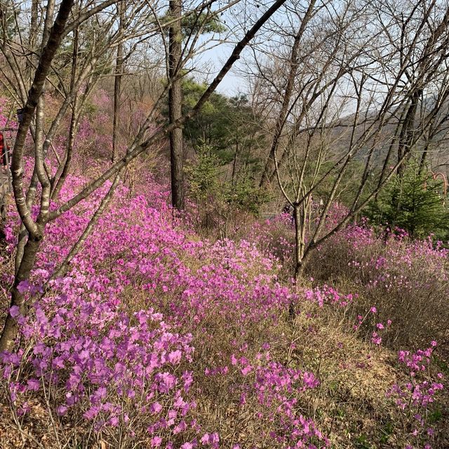 수선화 축제중인 경기도 광주 화담숲