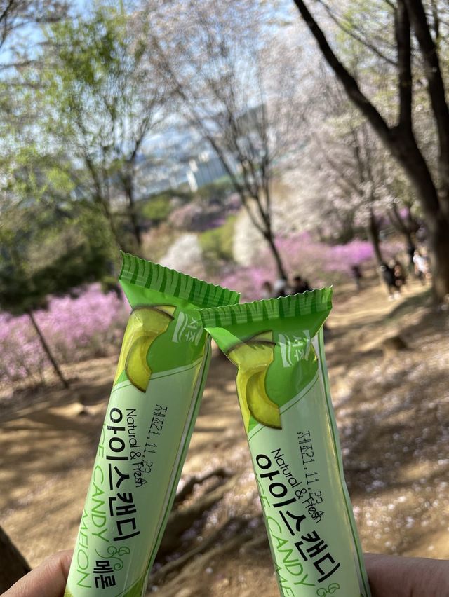 핑크빛 진달래가 가득한 원미산🌸💗