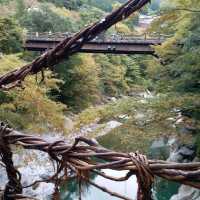 一步一驚心的藤蔓橋