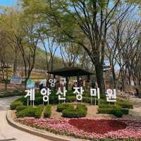 계양산장미원 🌹 꽃구경 명소