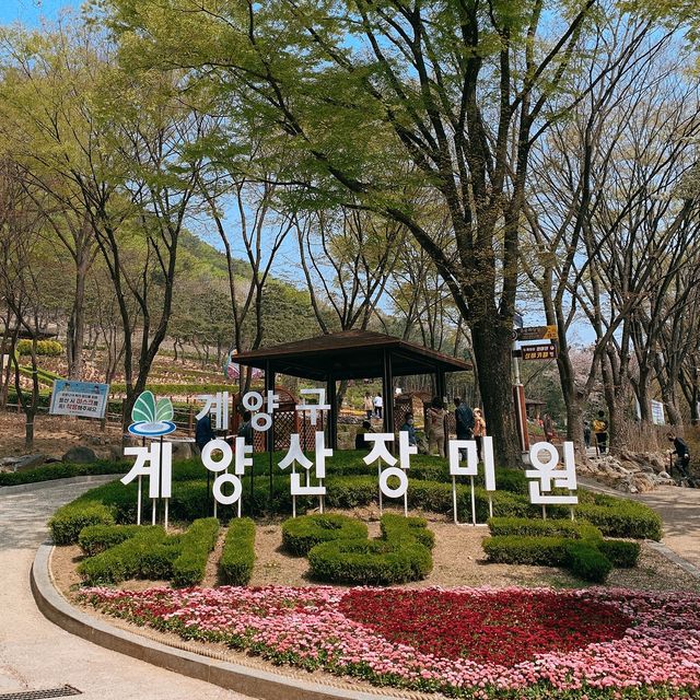 계양산장미원 🌹 꽃구경 명소