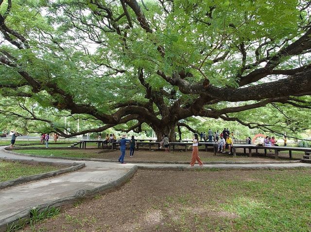 ต้นจามจุรียักษ์ 🌳👹😃🫶🏻😍💗📍🔝