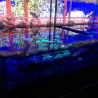 【東京】アートアクアリウム〜金魚〜進化するアート