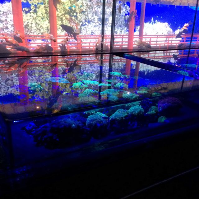 【東京】アートアクアリウム〜金魚〜進化するアート