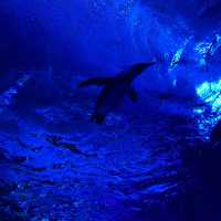 【池袋】サンシャイン水族館