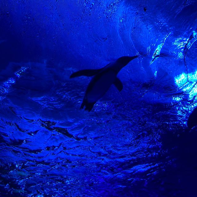 【池袋】サンシャイン水族館