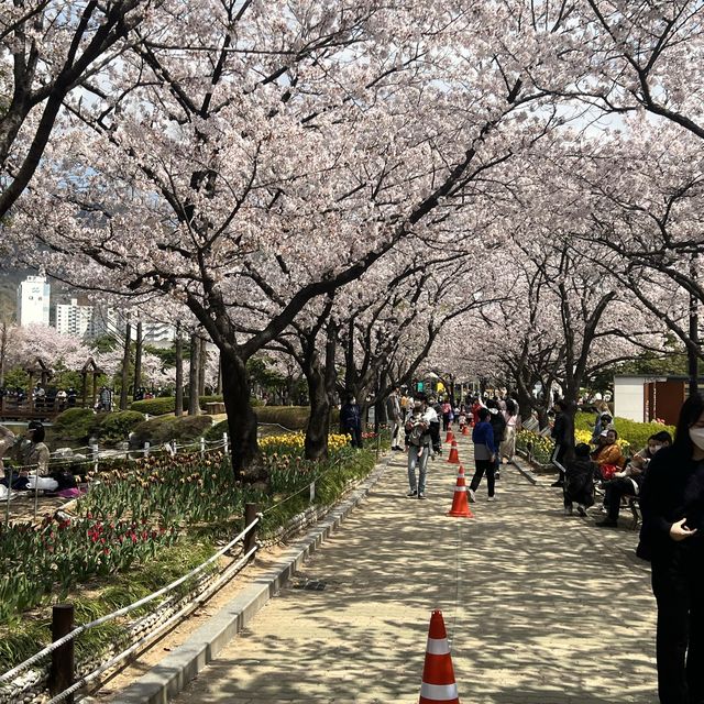 벚꽃과 튤립을 동시에 볼 수 있는 김해 연지공원