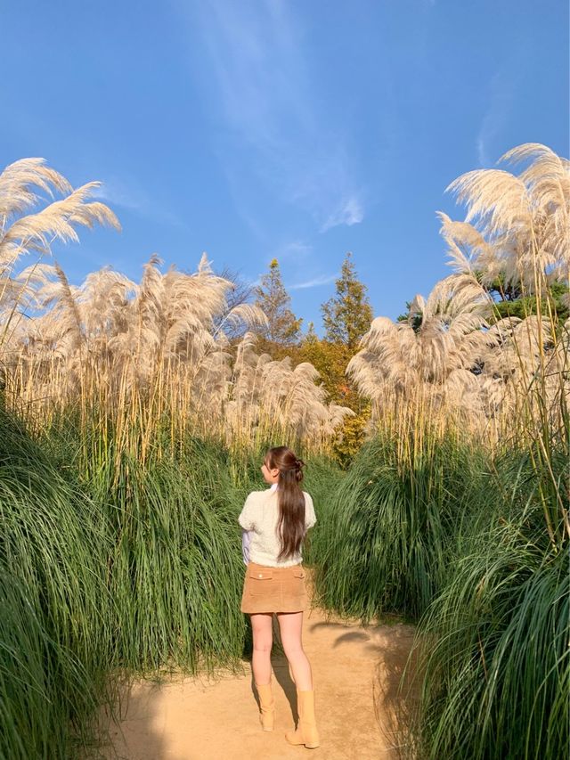 팜파스와 핑크뮬리를 한번에! 청산수목원🌾🌷