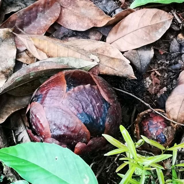 RAFFLESIA FLOWER KG PORING SABAH 