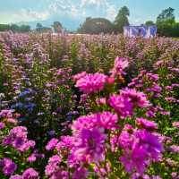 Flower Lovers. CNX | สวนดอกไม้เชียงใหม่​