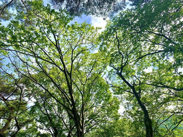[🇰🇷, 김해] 🏕 신어산자연숲캠핑장 - 꽃2동 🏕