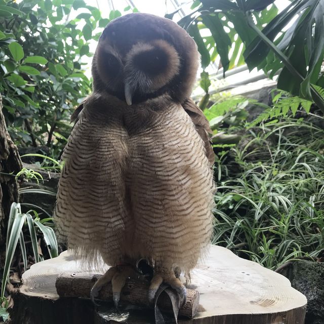 鳥さんは可愛い