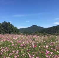 동화같은 풍경이 아름다운 청산도