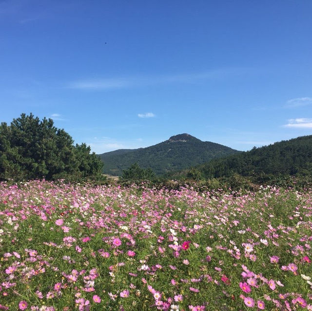 동화같은 풍경이 아름다운 청산도