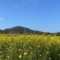 제주도에서 광활한 유채꽃을 볼 수 있는 “녹산로유채꽃길”