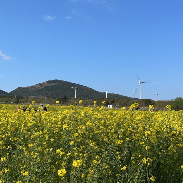 제주도에서 광활한 유채꽃을 볼 수 있는 “녹산로유채꽃길”