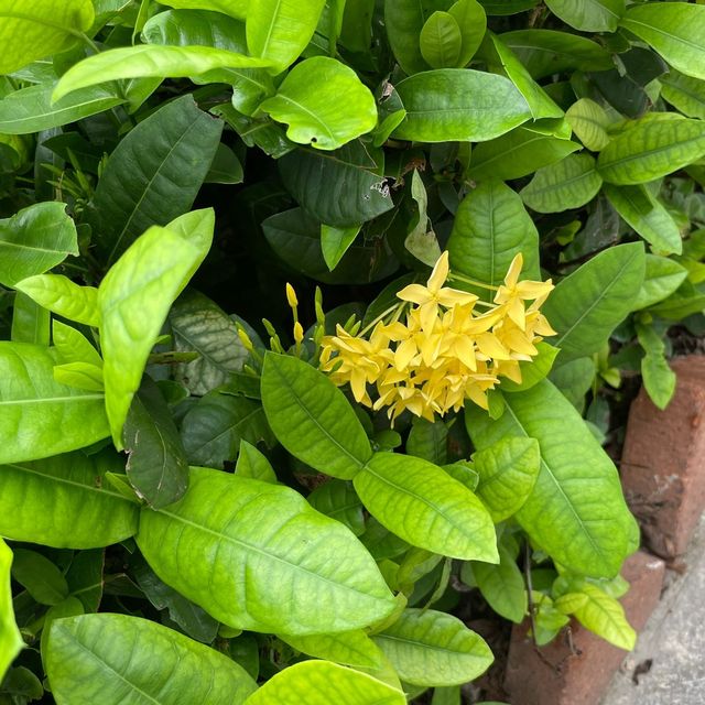 賞花的好地方-荃灣公園