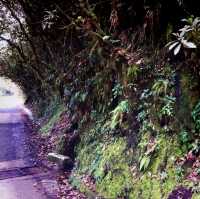 The Nature Reserve, Mossy Forest