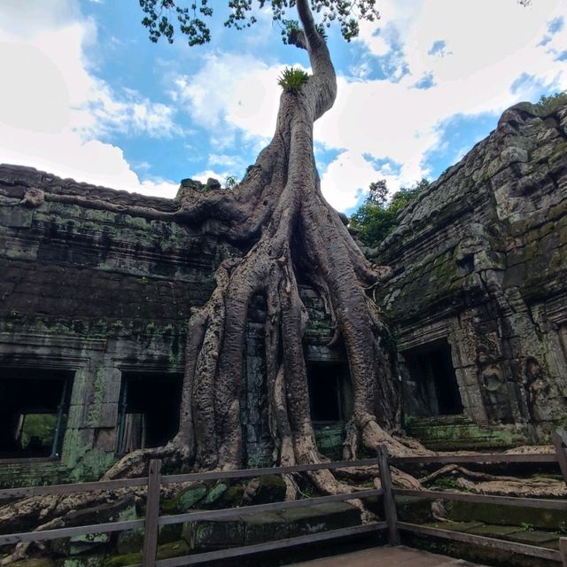 The Trees Roots Temple