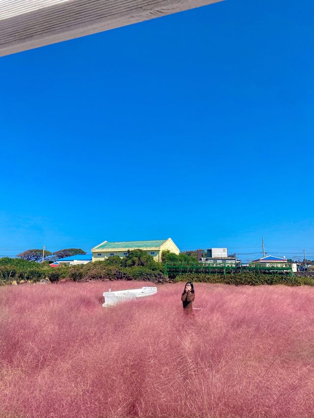 제주 핑크뮬리 명소 : 북촌에가면 