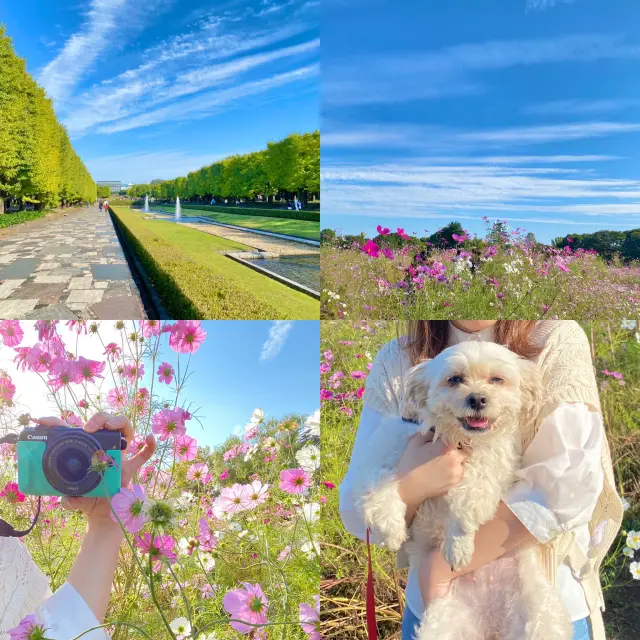 【立川 昭和記念公園】春夏秋冬いつでも楽しめる大規模な公園！