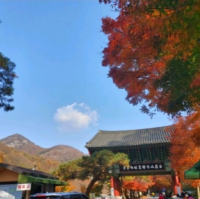 단풍하면 여기 내장산 백양사 한번쯤 꼭 가볼 곳💕