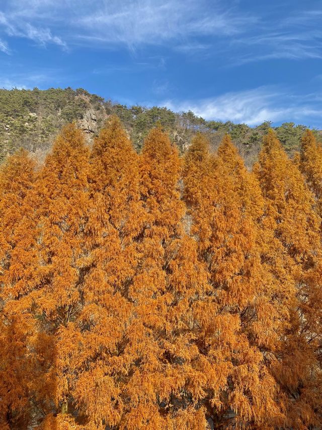 붉게 물든 메타세콰이어 나무가 쭉 뻗어있는 장태산자연휴양림 🍁