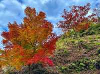 紅葉と陶器のコントラスト