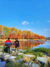 반영이 아름다운 담양 관방제림🤎11월말까지 예쁠거예요🍂
