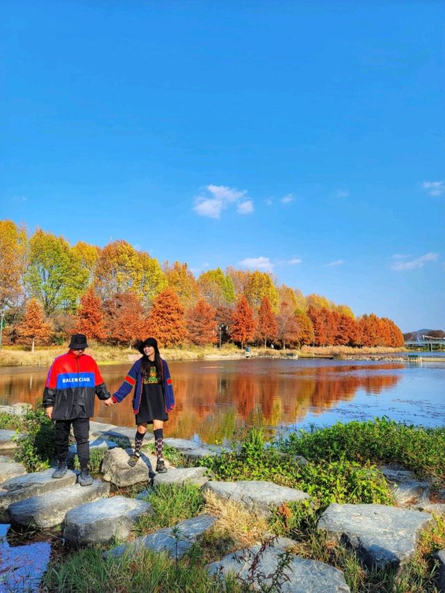반영이 아름다운 담양 관방제림🤎11월말까지 예쁠거예요🍂