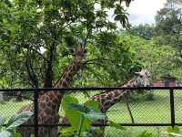 Taiping Zoo, Perak 🐾✨