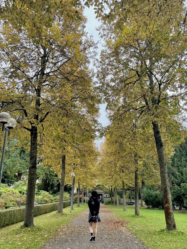 🇨🇭흐린 날에 가도 예쁜 베른 장미정원🌹