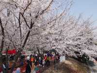 📍南韓釜山。三樂櫻花隧道 삼락생태공원 。