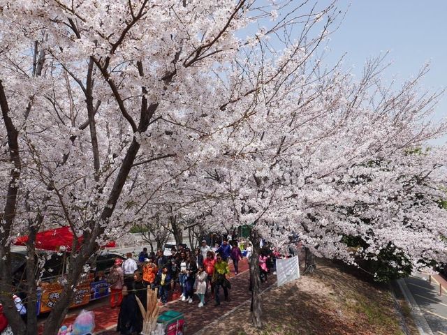 📍南韓釜山。三樂櫻花隧道 삼락생태공원 。
